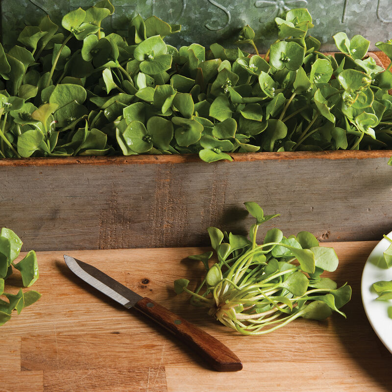 Claytonia Specialty Greens