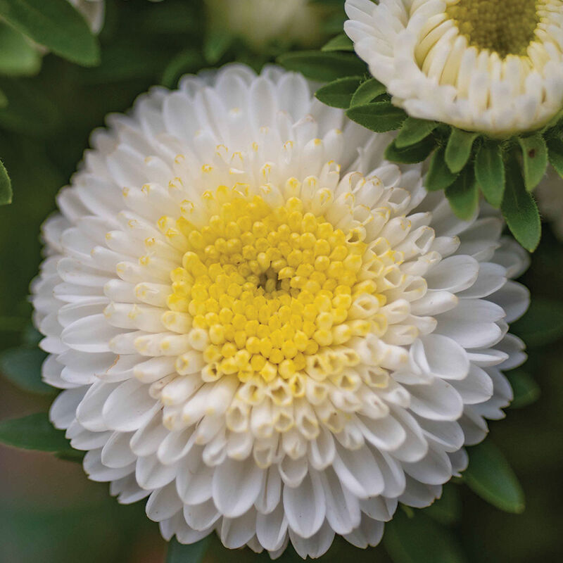 Macaroon White Aster