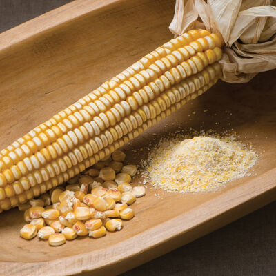 Nothstine Dent Dry Corn