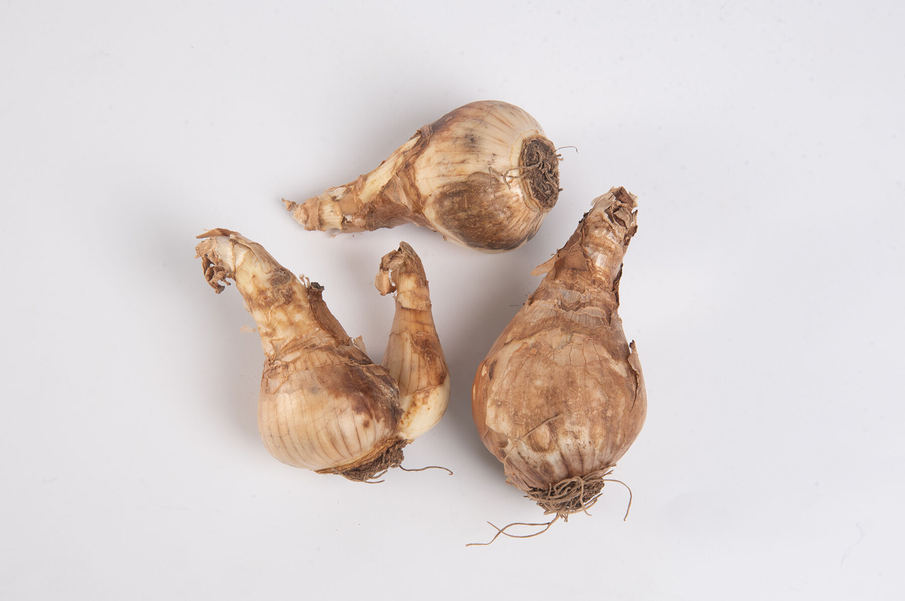 Yellow Cheerfulness Narcissus