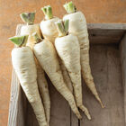 Warrior Parsnips