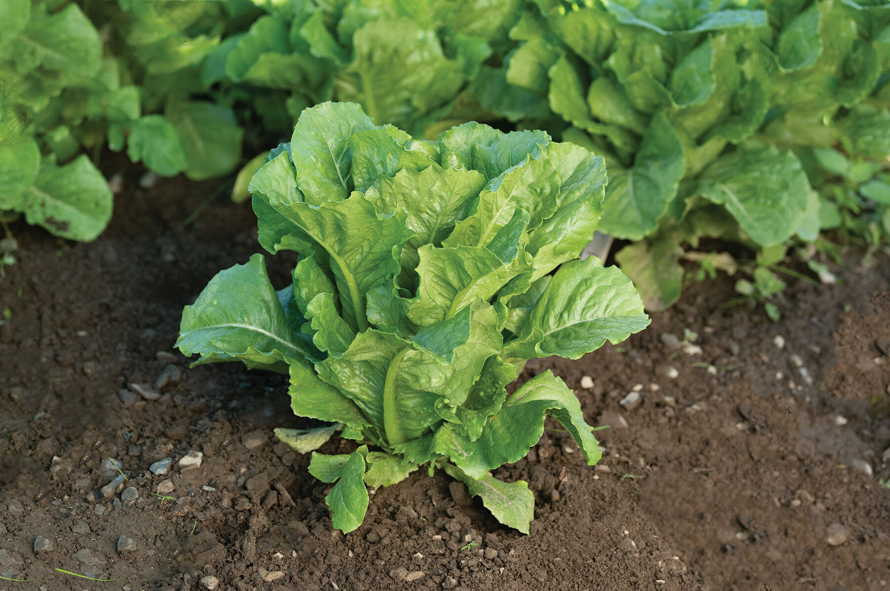 Bluerock - Organic Pelleted Romaine Lettuce Seeds | Johnny's