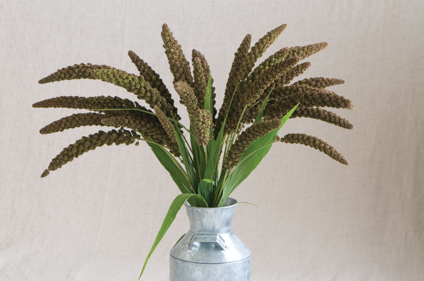 Highlander Grasses, Ornamental