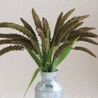 Highlander Grasses, Ornamental