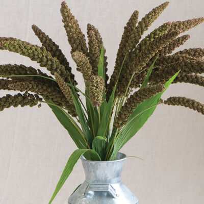 Highlander Grasses, Ornamental