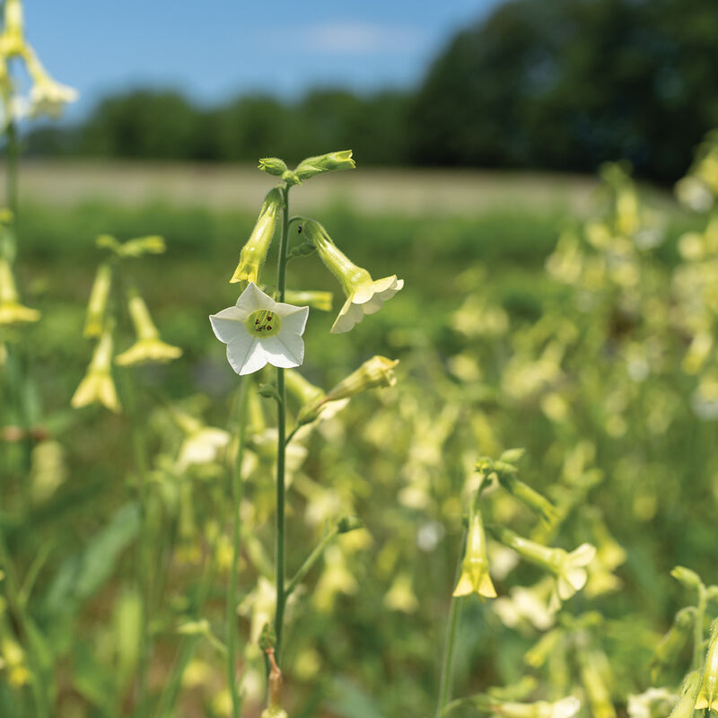 Starlight Dancer Nicotiana