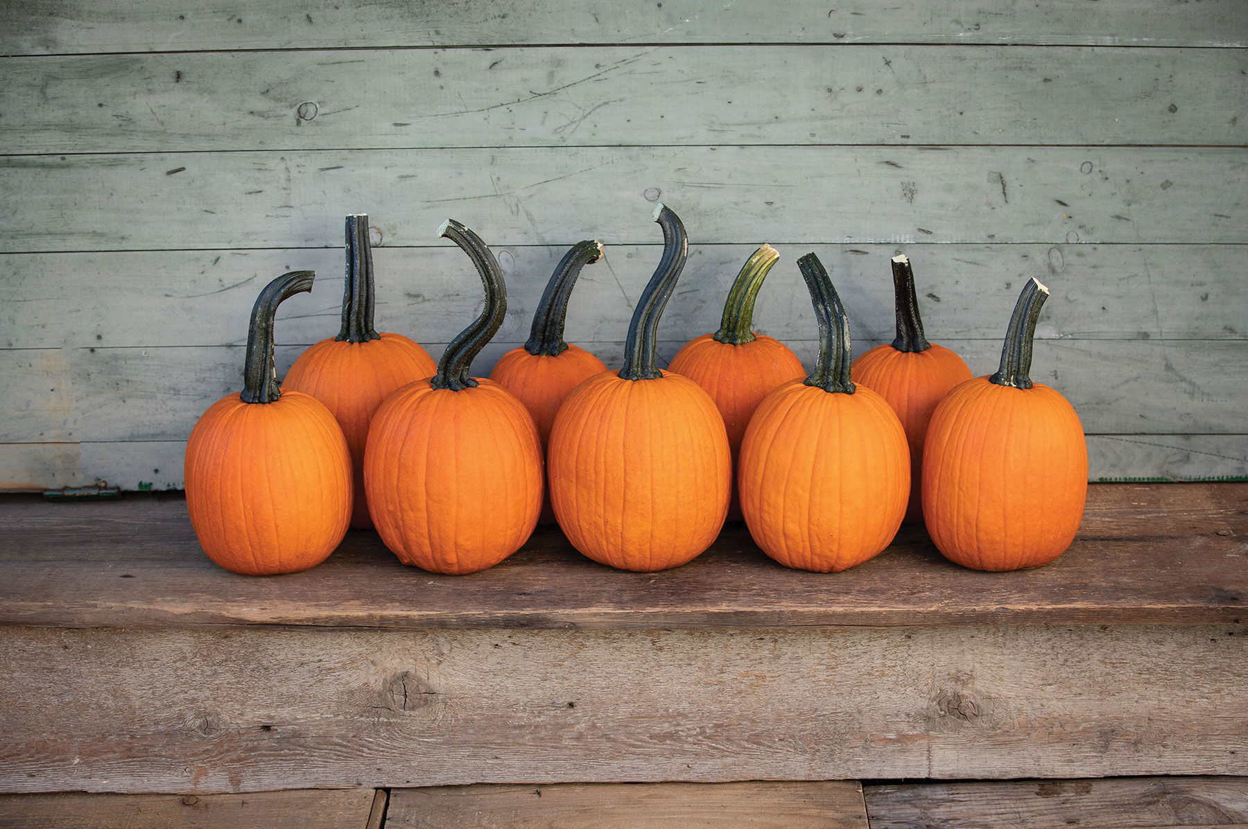 Pipsqueak PMR - Treated (F1) Pumpkin Seed | Johnny's Selected Seeds