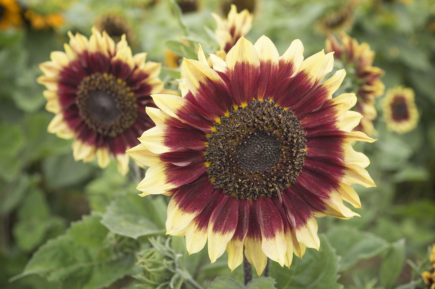 Florenza Tall Sunflowers
