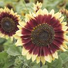 Florenza Florenza Tall Sunflowers
