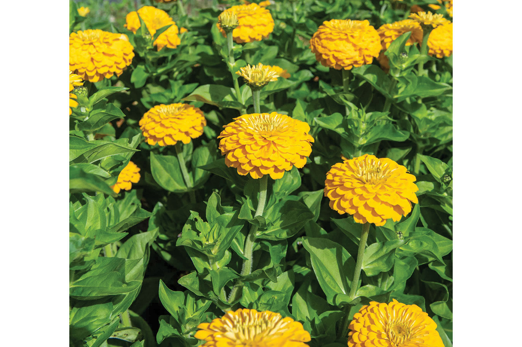 Zinnia Seeds - Unique Varieties | Johnny's Selected Seeds