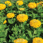 Uproar&trade; Deep Yellow Zinnias