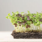 Spicy Micro Mix Microgreen Mixes