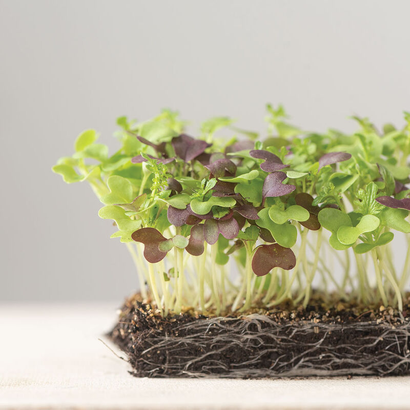 Spicy Micro Mix Microgreen Mixes