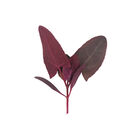 Ruby Red Orach Specialty Greens