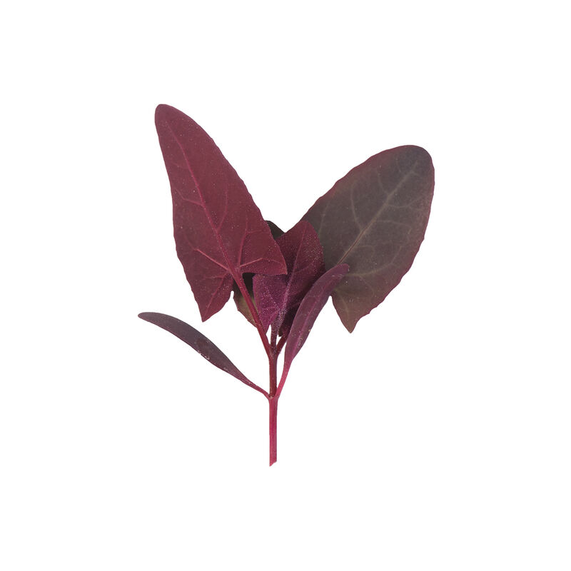 Ruby Red Orach Specialty Greens