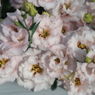 Corelli™ II Pink Lisianthus