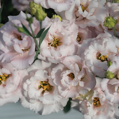 Corelli™ II Pink Lisianthus