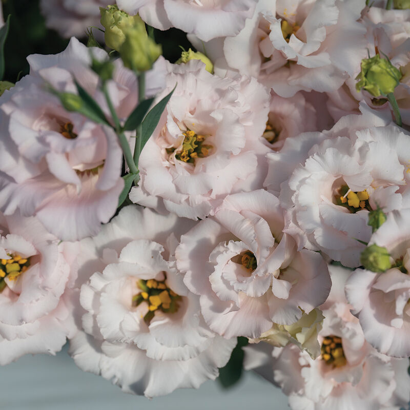 Corelli™ II Pink Lisianthus