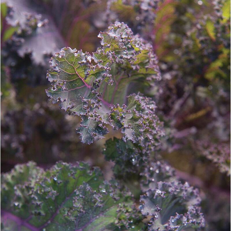 Scarlet Scarlet Kale
