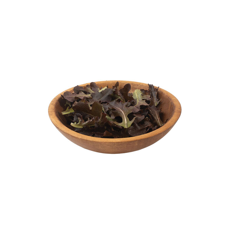 Red Tip Oakleaf Lettuce