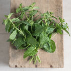 Common Mint Common Mint Mint