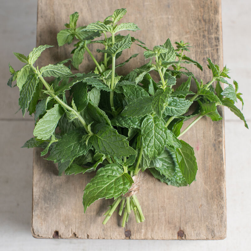 Common Mint Common Mint Mint