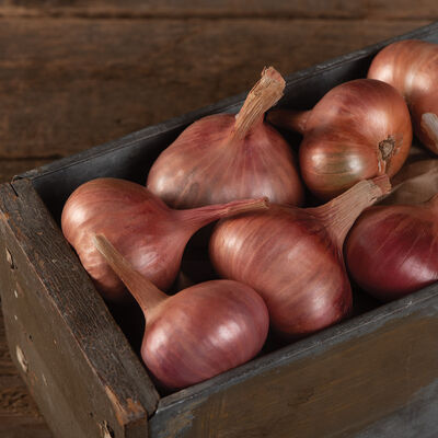 Matador Shallots