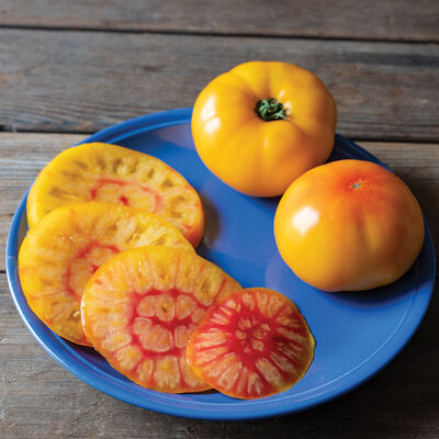 Harvest Moon Harvest Moon Specialty Tomatoes