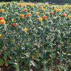 Zanzibar Carthamus (Safflower)
