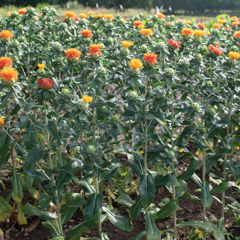Zanzibar Carthamus (Safflower)