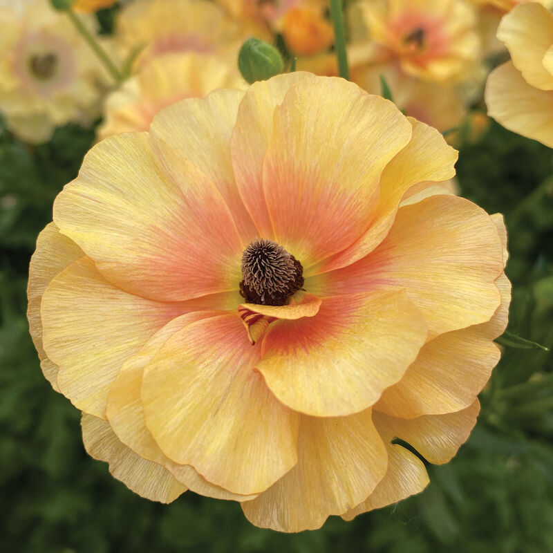 Butterfly&trade; Vestalis&reg; Ranunculus