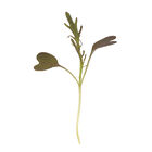 Mustard, Ruby Streaks Microgreen Vegetables