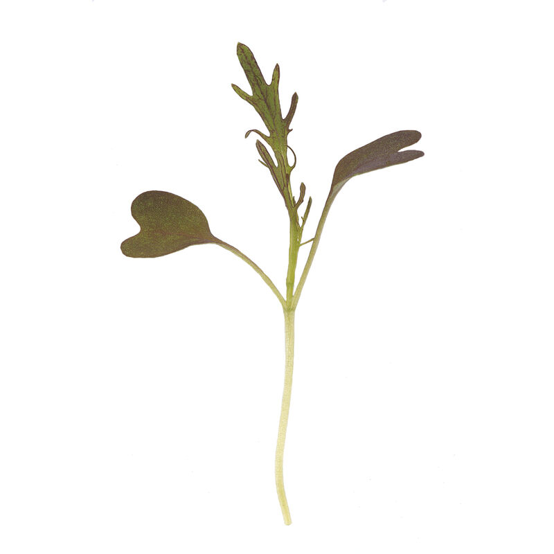 Mustard, Ruby Streaks Microgreen Vegetables