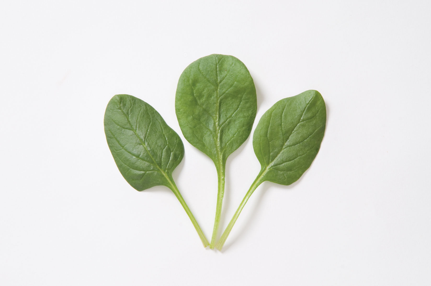Space Smooth-Leaf Spinach