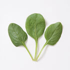 Space Smooth-Leaf Spinach