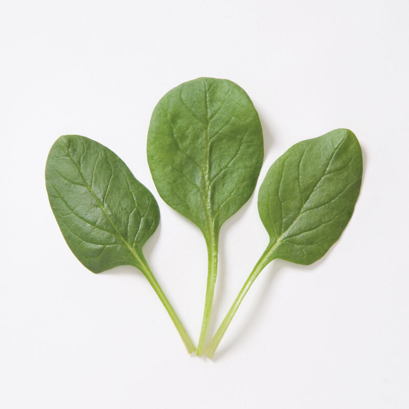 Space Smooth-Leaf Spinach