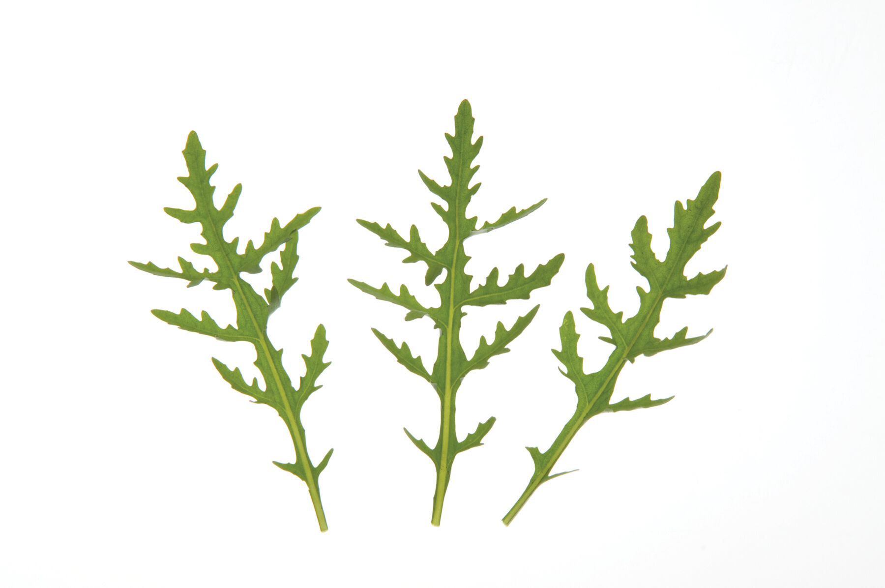 Johnny's Selected Seeds Sylvetta Wild Arugula Seed