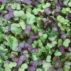 Kale, Kalefetti Mix Microgreen Mixes