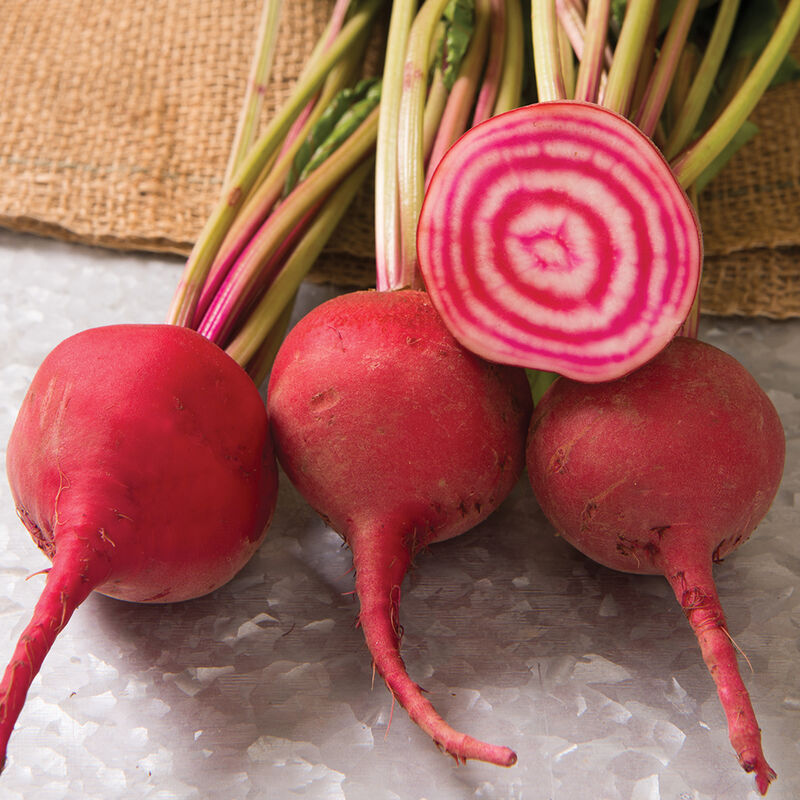 Chioggia Guardsmark Specialty Beets