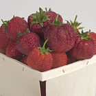 Sparkle Strawberry Bare-Root Plants