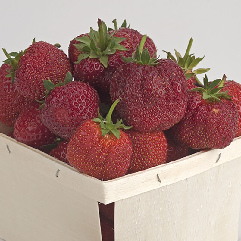 Sparkle Strawberry Bare-Root Plants