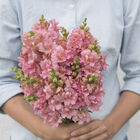 Madame Butterfly Pink Snapdragon