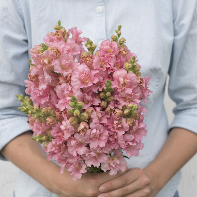 Madame Butterfly Pink Snapdragon