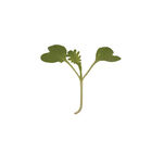 Mustard, Wasabina Microgreen Vegetables