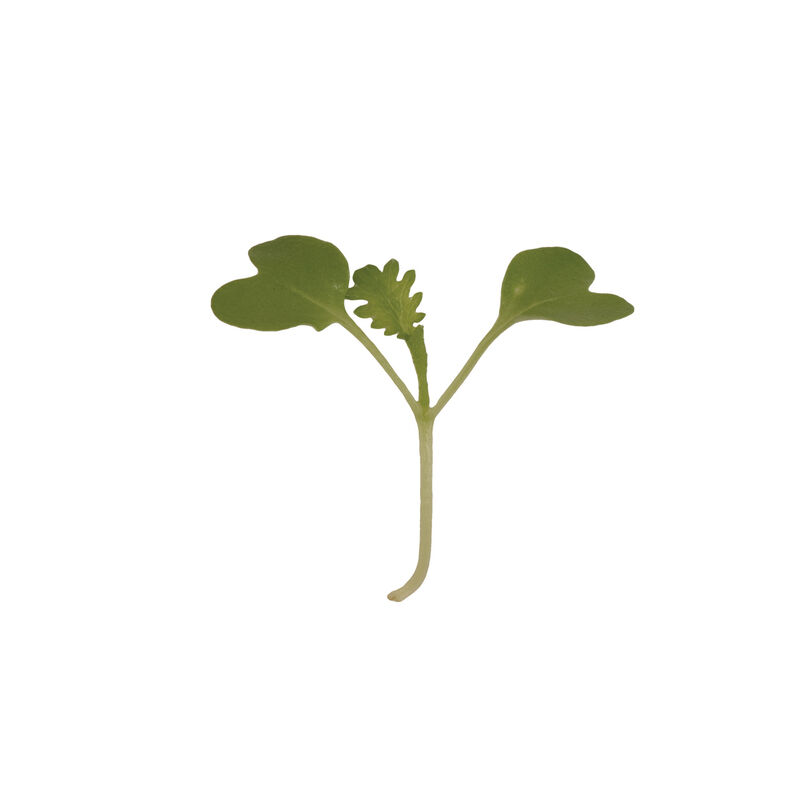 Mustard, Wasabina Microgreen Vegetables