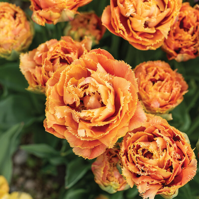 Sensual Touch Tulips