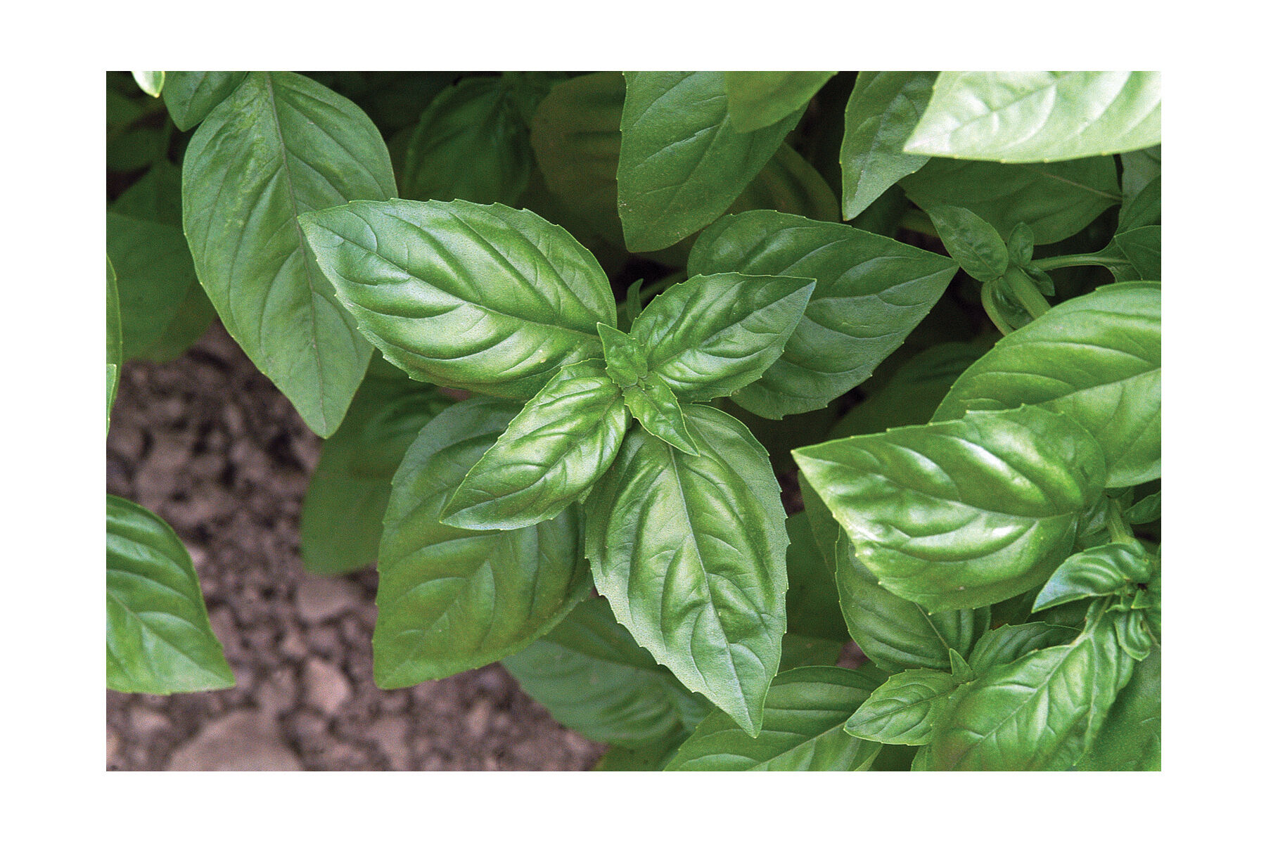 Genovese Genovese Basil