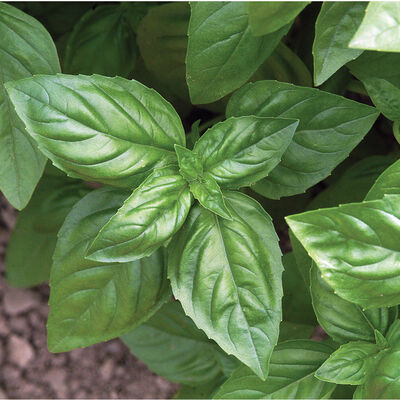 Genovese Genovese Genovese Basil