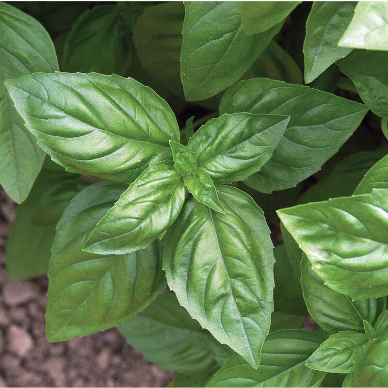 Genovese Genovese Genovese Basil