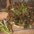 Rhone One-Cut Lettuce